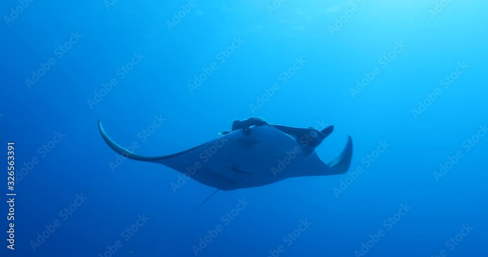 Manta ray at revillagigedo archipelago, Mexico.