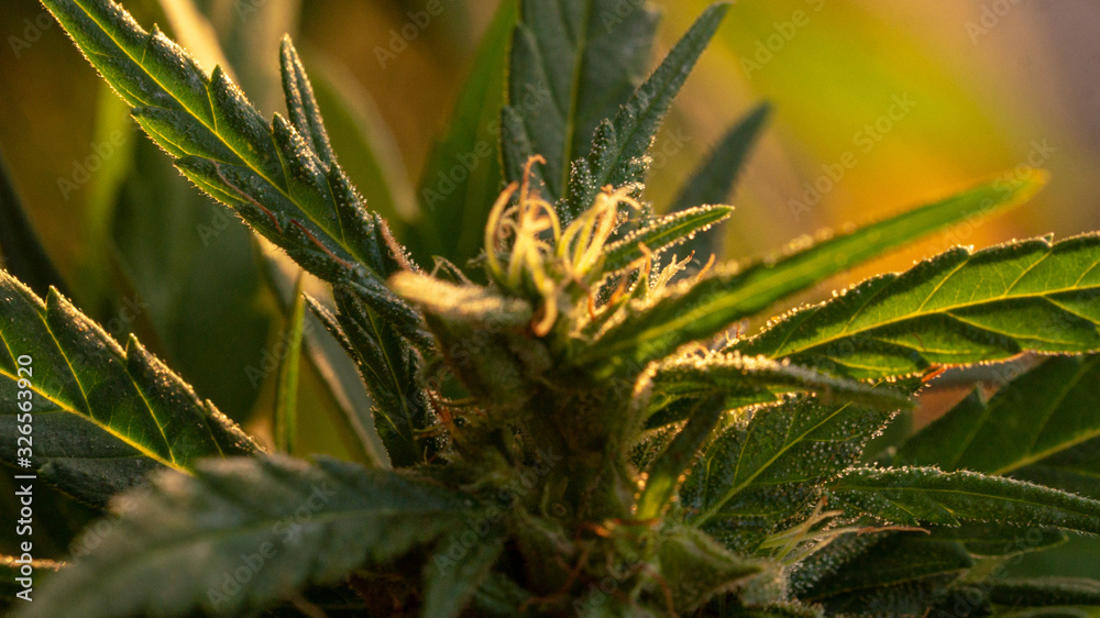 Cannabis Bud Plant Bloom Dr. Greenthumb seeds Cannabis Bud Plant Bloom Dr. Greenthumb seeds