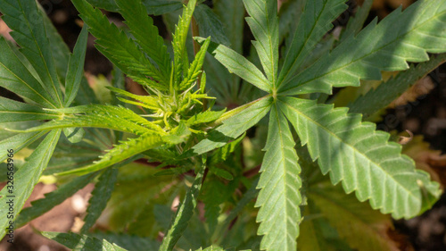 Cannabis California orange Marijuana Weed Plant