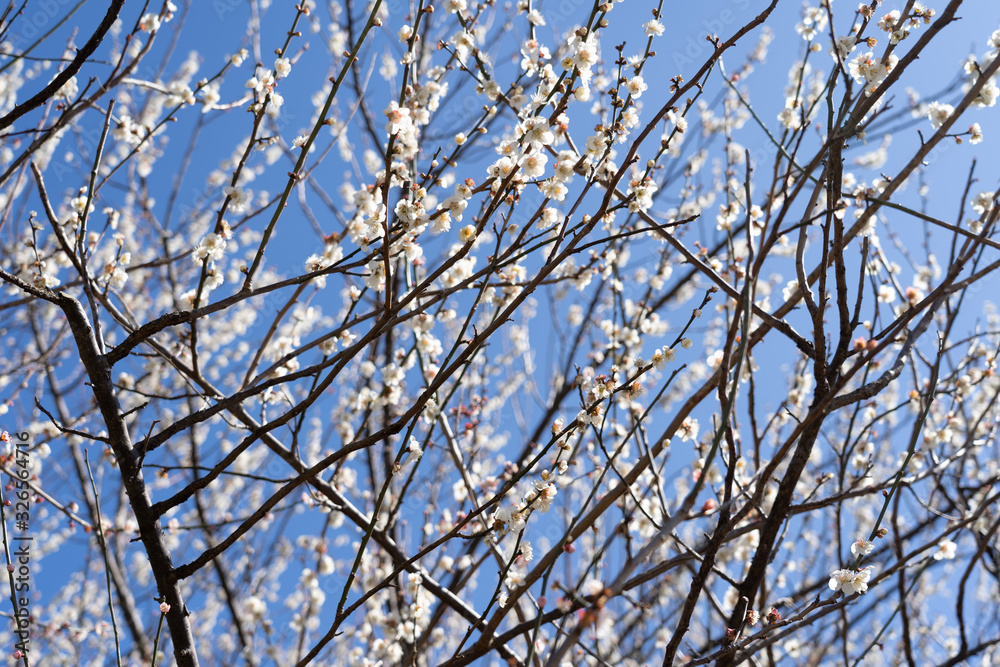 Plum blossom Plum blossom
