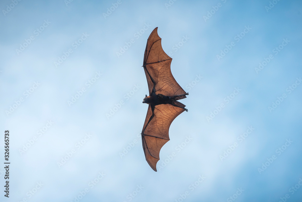 Obraz premium Flying bat on blue sky background