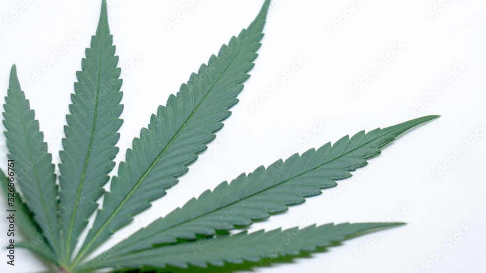 Marijuna Leaf Cannabis Weed in white Background Marijuna Leaf Cannabis Weed in white Background