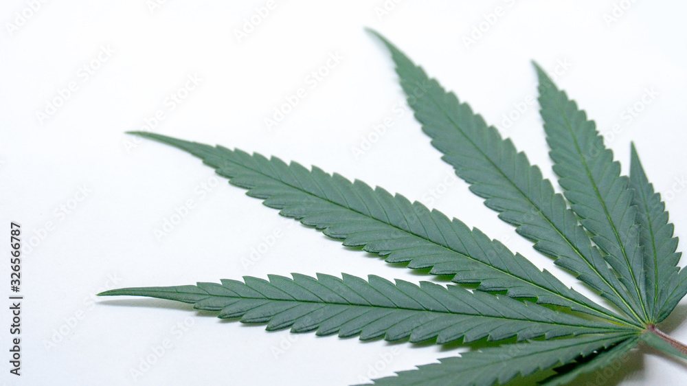 Marijuna Leaf Cannabis Weed in white Background Marijuna Leaf Cannabis Weed in white Background