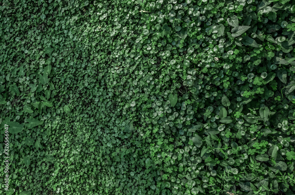 green lotus leaves background green lotus leaves background