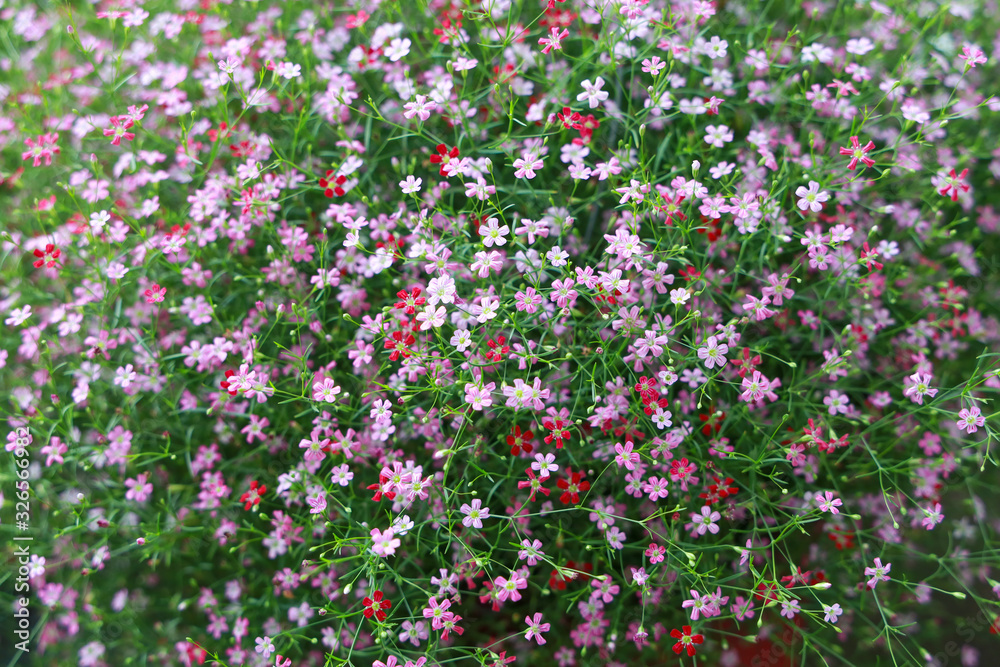 Many small, colorful flowers for decorating the garden