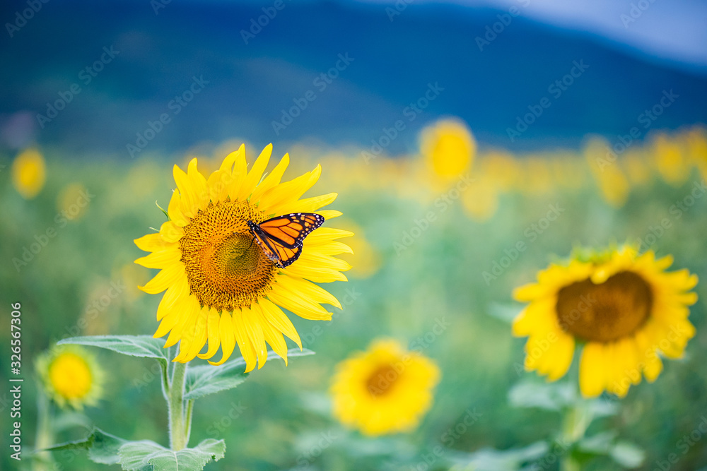 Monarch Butterfly and Sunflower, Maui, Hawaii Monarch Butterfly and Sunflower, Maui, Hawaii