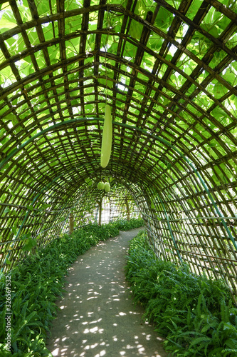 bamboo tunnel with green plant on top and beside along a walkway and winter melons hang on the tunnel