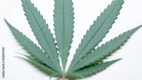 Marijuna Leaf Cannabis Weed in white Background