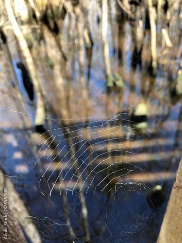 leaves in water