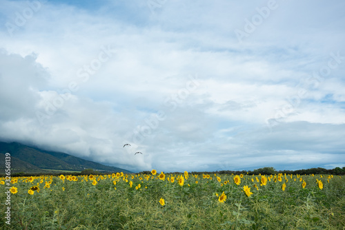 Hawaiian Nene Goose Flying over sunflower field © MiekoPhoto