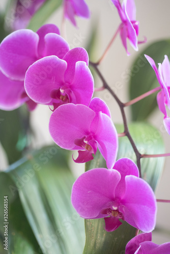 Purple Orchids Phalenopsis