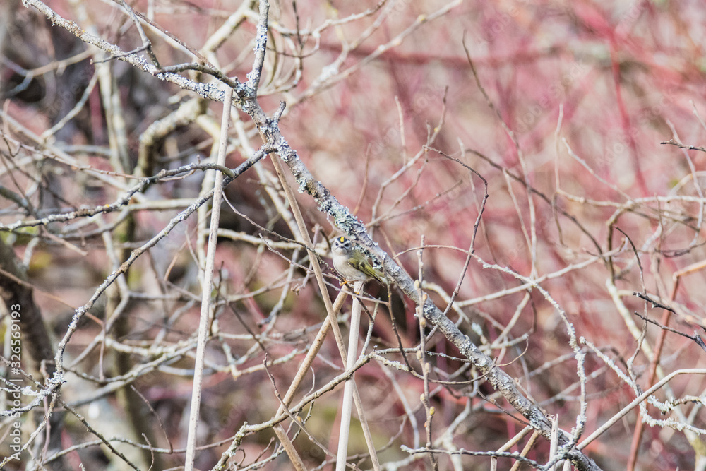 A picture of a Golden-crowned Kinglet perching on the branch. Vancouver BC Canada A picture of a Golden-crowned Kinglet perching on the branch. Vancouver BC Canada