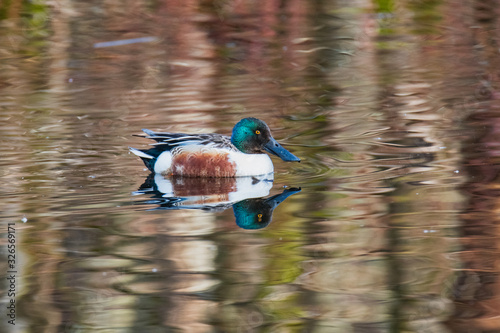 A picture of a Northern Shoveler swimming in the pond. Vancouver BC Canada