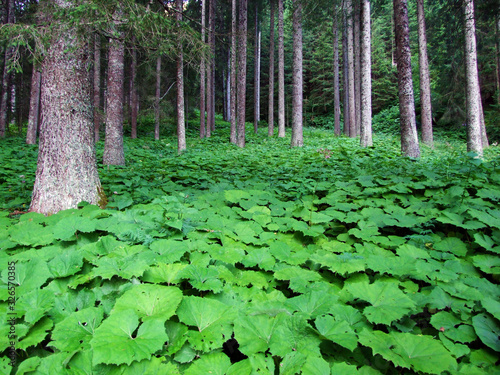 Large natural fields of butterbur along the stream Valünerbach (Valunerbach or Valuenerbach) and in the Saminatal alpine valley - Steg, Liechtenstein photo