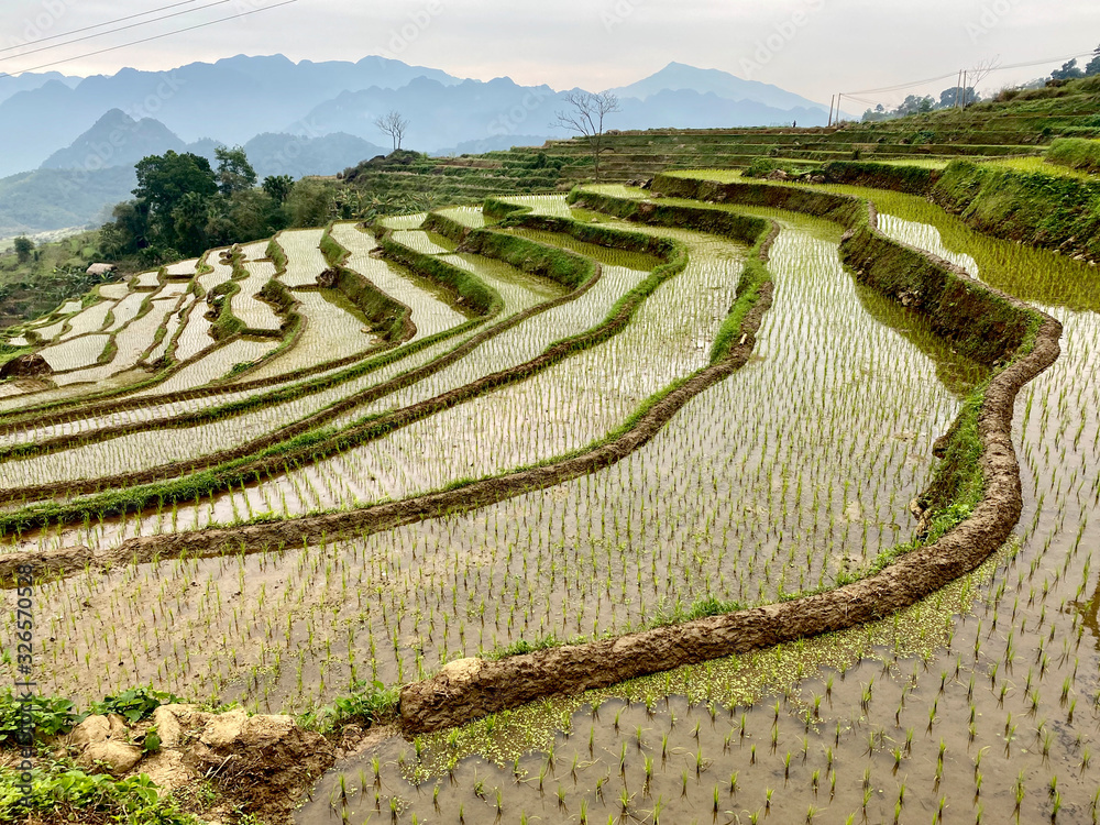 Reisfelder in Pu Luong, Vietnam