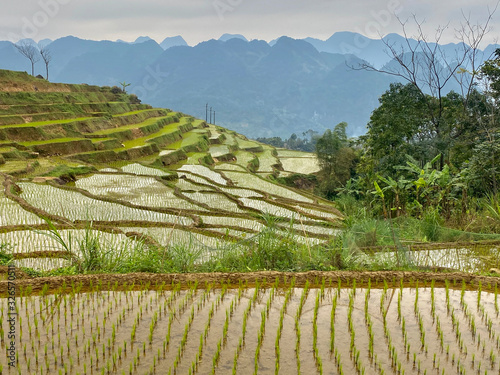 Reisfelder in Pu Luong, Vietnam