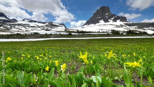 glacier lilies with mt oberlin in the background at logan pass in glacier np photo