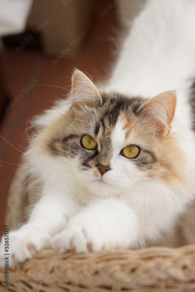 伸びをする猫 伸びをする猫