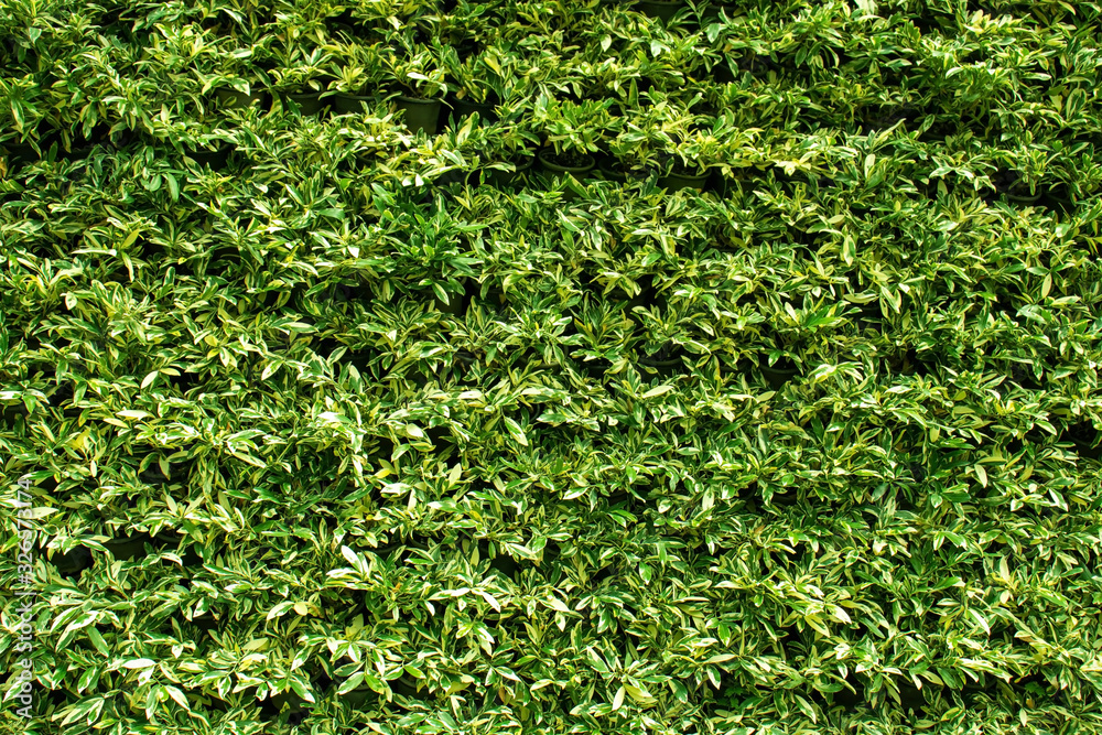 Leaves in a vertical green garden, background wall and vertical garden wall for use as a background. Leaves in a vertical green garden, background wall and vertical garden wall for use as a background.