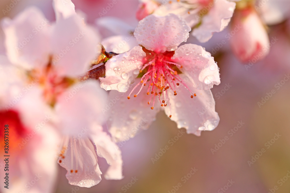 Blooming peach blossoms in the park Blooming peach blossoms in the park