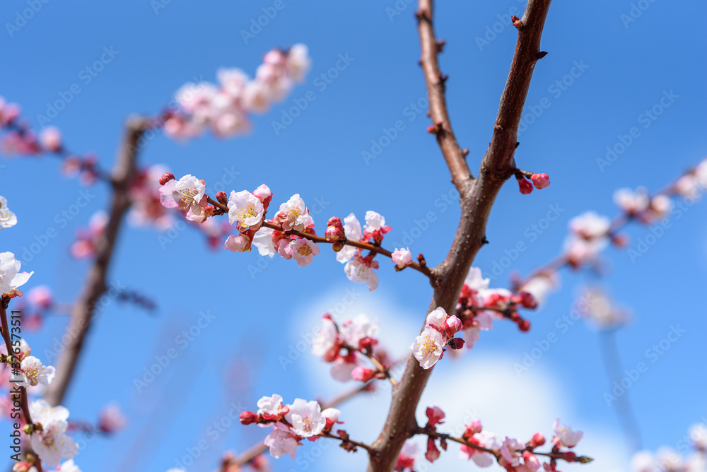 Blossom tree over nature blue sky background. Spring flowers. Spring background. Blossom tree over nature blue sky background. Spring flowers. Spring background.