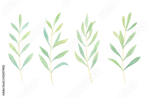 Watercolor olives  eucalyptus branches hand drawn isolated on white background. Green watercolor leaves for wedding invitation  greeting card design. Botanical leaves set. Olives leaves collection.