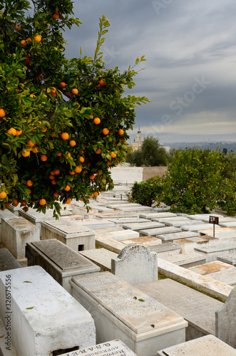 Orange trees in the Jewish cemetery in the Mellah of Fes el Jedid Morocco with storm clouds photo