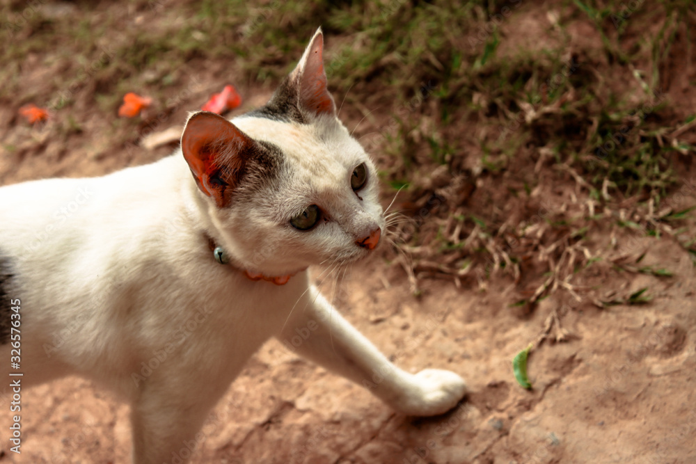 The close-up view of the cat's face, or while walking for food during the day, is a pet of a person. The close-up view of the cat's face, or while walking for food during the day, is a pet of a person.