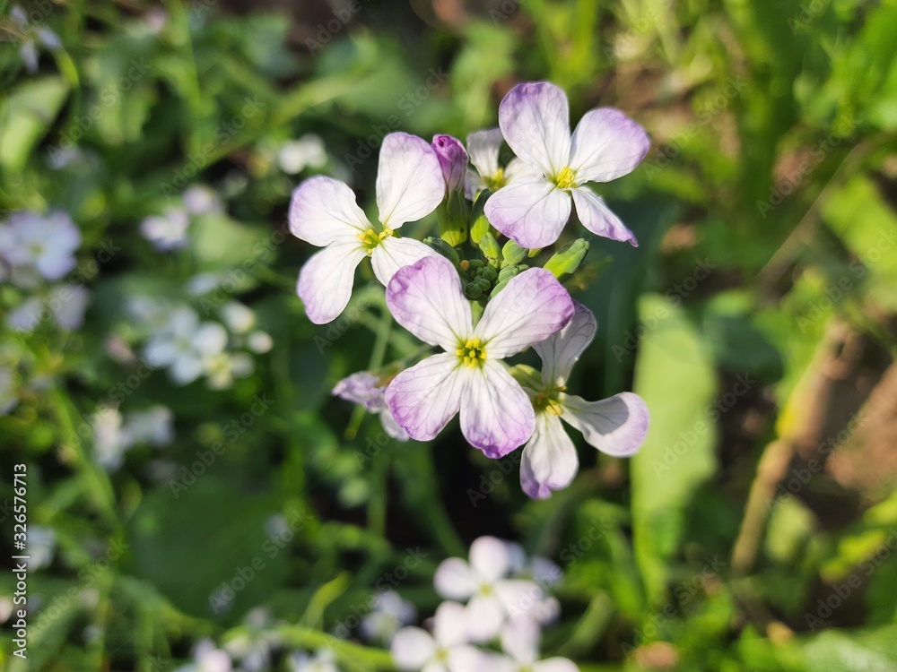 Close up radish flower.Radish flowers are petite blooms consisting of four petals forming the shape of a greek cross attached to four yellow stamens.The radish is a edible root vegetable of the family Close up radish flower.Radish flowers are petite blooms consisting of four petals forming the shape of a greek cross attached to four yellow stamens.The radish is a edible root vegetable of the family