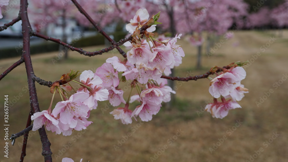 Obraz premium 一足早いお花見！河津桜！