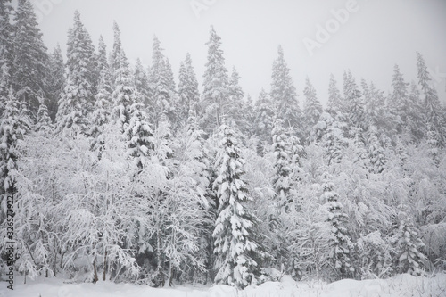 Snowy white fir trees in a forest in Norway