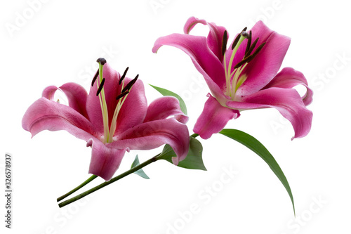 Two pink Lily flowers with green leaves on a stem isolated on white background, close up