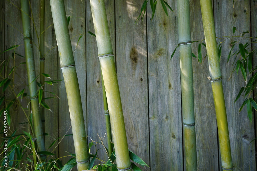 Obraz premium Evergreen Bambusa plant with golden bamboo stem and green leaves on wooden background close up. Also known as Common bamboo.