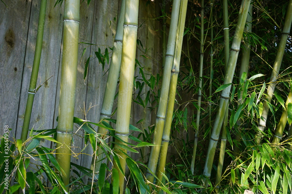 Fototapeta premium Evergreen Bambusa plant with golden bamboo stem and green leaves on wooden background close up. Also known as Common bamboo.