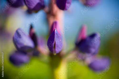 Purple Lupin Close Up photo