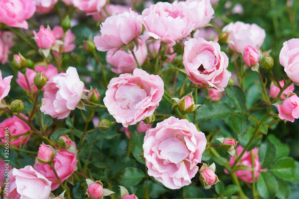 Rose floribunda inner wheel forever pink flowers Rose floribunda inner wheel forever pink flowers