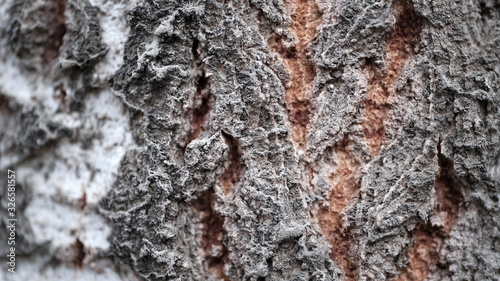  Bark of an old tree