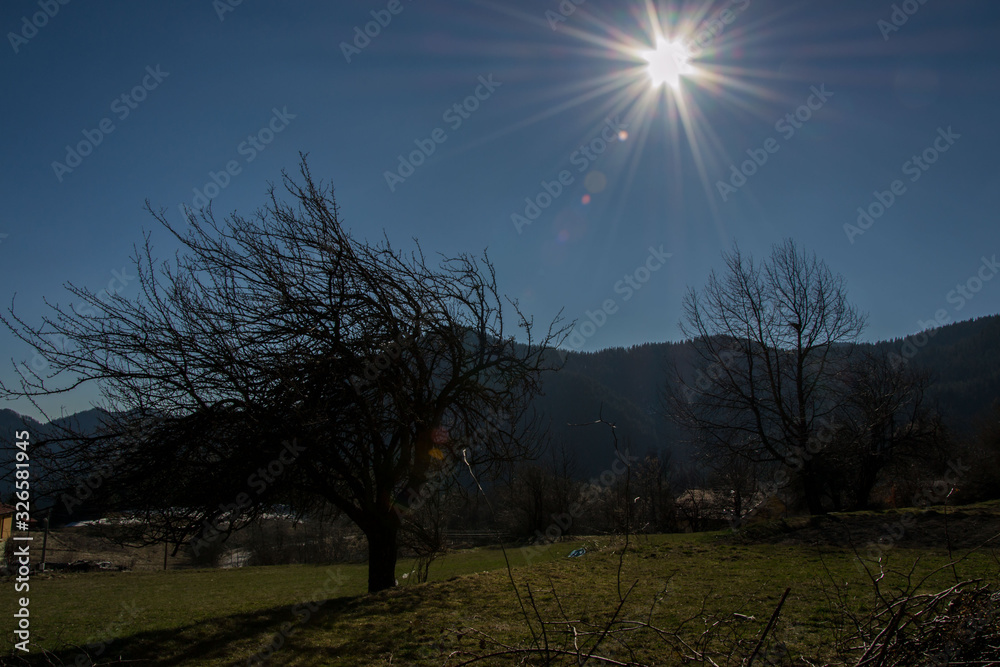 Beautiful single tree in a field, outdoors, nature's concept, sunny day in the winter Beautiful single tree in a field, outdoors, nature's concept, sunny day in the winter