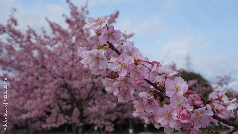 Fototapeta premium 一足早いお花見！河津桜！