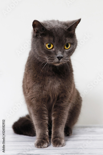 Gray british cat with yellow eyes.