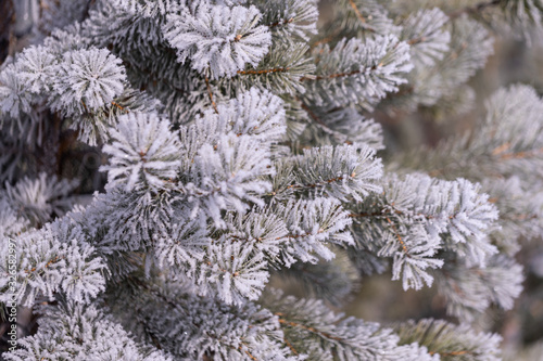 frost on a tree © Aleksei