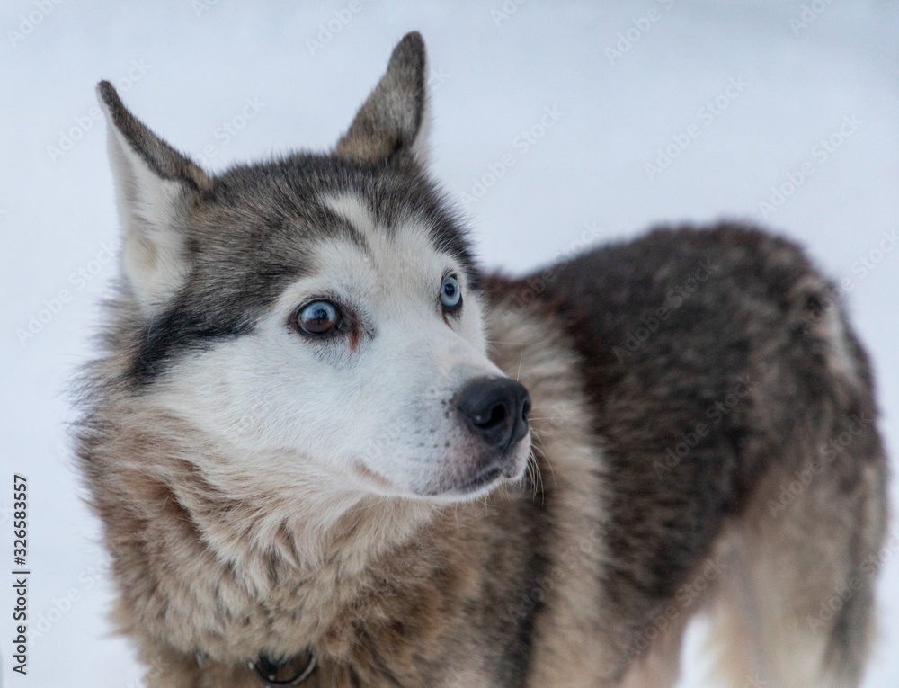 Husky sledding dog in Finland