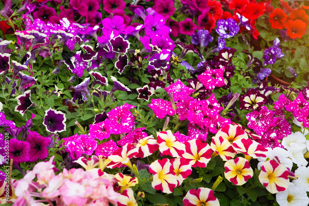 Multicolored Blooming Petunia