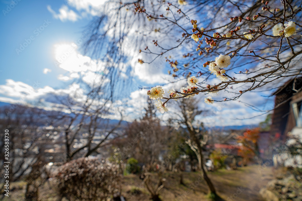 枝垂れ梅の白い花