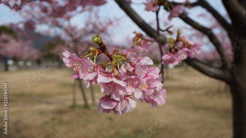 一足早いお花見！河津桜！