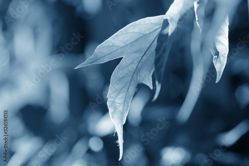 Maple leaves backlit by the sun in summer day close-up. Blue color toned photo