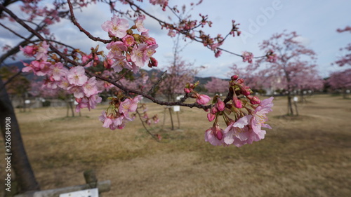 一足早いお花見！河津桜！
