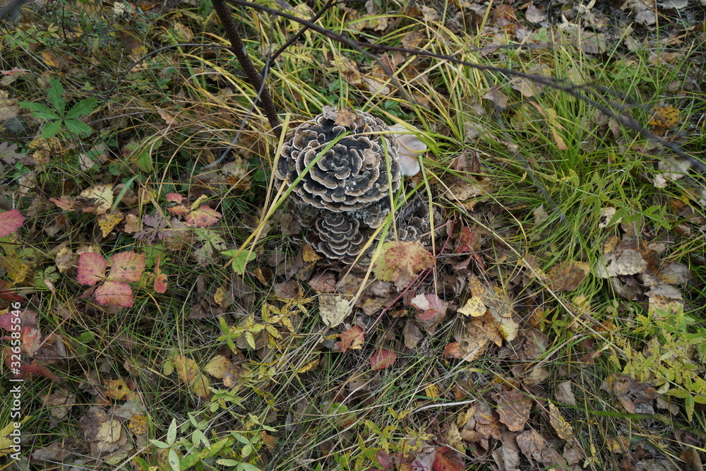 Mushroom parasite of Tinder fungus (Trametes versicolor) grows on a birch stump in the autumn forest. Mushroom parasite of Tinder fungus (Trametes versicolor) grows on a birch stump in the autumn forest.