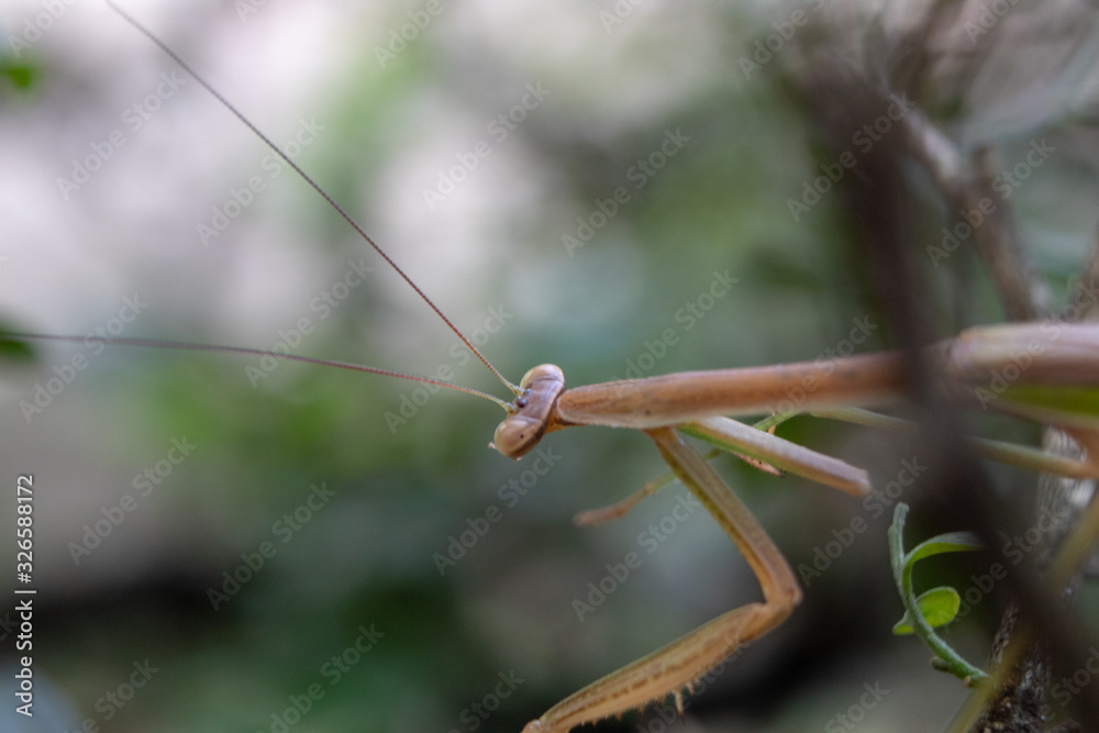 close up of female mantis insect sitting on tree branch close up of female mantis insect sitting on tree branch