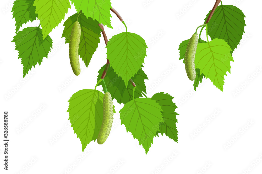 A branch of birch on a white background, young green leaves. Bright spring background, vector illustration <span>plik: #326588780 | autor: Valerii</span>